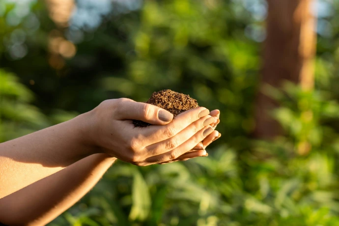 person holding brown dried leaf